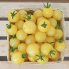 Italian Ice White Cherry Tomato 25 Seeds Hybrid Solanum Lycopersicum Fresh Garden