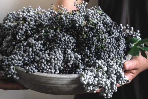 American Black Elderberry 25 Seeds Wild Harvest Fresh Garden