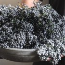 American Black Elderberry 25 Seeds Wild Harvest Fresh Garden