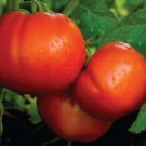 Celebrity Tomato 25 Seeds Hybrid Solanum Lycopersicum Fresh Garden
