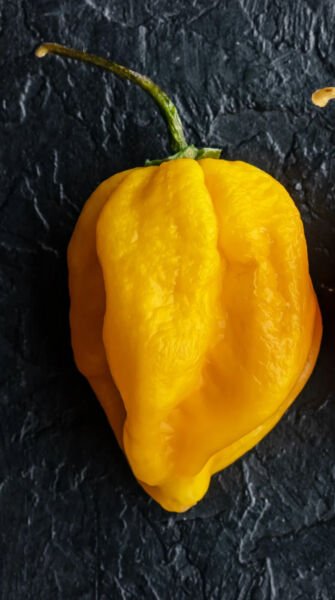 Hot Bahamian Yellow Pepper 25 Seeds Heirloom Fresh Garden