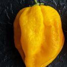 Hot Bahamian Yellow Pepper 25 Seeds Heirloom Fresh Garden