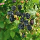 Wild Southern Blackberries 25 Seeds Wild Harvest Fresh Garden