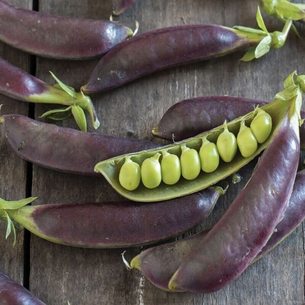 Purple Royal Snow Pea 25 Seeds Heirloom Pisum Sativum Fresh Garden