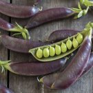 Purple Royal Snow Pea 25 Seeds Heirloom Pisum Sativum Fresh Garden