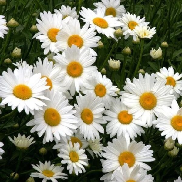Alaska Shasta Daisy 100 Seeds Heirloom Leucanthemum Superbum Alaska Fresh Garden
