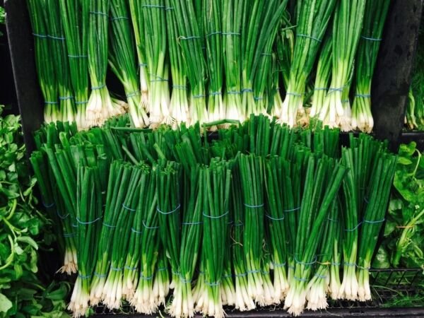 Nebuka Bunching/Green Onion 100 Seeds Heirloom Allium Cepa Fresh Garden