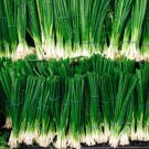 Nebuka Bunching/Green Onion 100 Seeds Heirloom Allium Cepa Fresh Garden