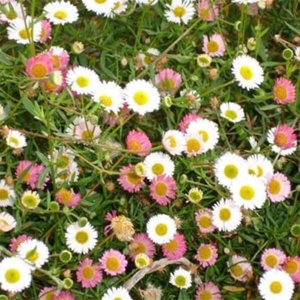 Erigeron Mix 25 Seeds Heirloom Fresh Garden