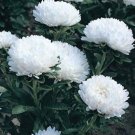 Dwarf Milady White Aster 25 Seeds Heirloom Aster Callistephus Fresh Garden