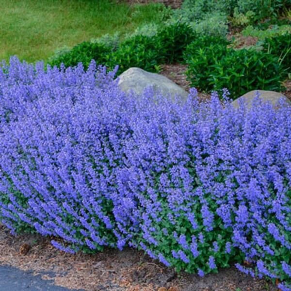 Blue Catmint 25 Seeds (Mentha) Fresh Garden