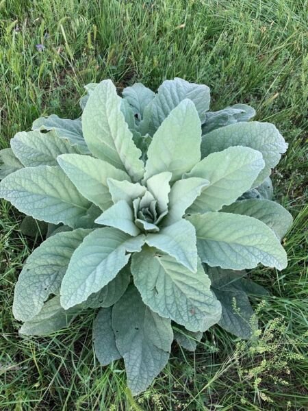 Mullein 100 Seeds (Verbascum) Fresh Garden