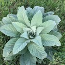 Mullein 100 Seeds (Verbascum) Fresh Garden