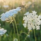 Queen Anne'S Lace (Wild Carrot) Seeds 50 Seeds After 1S Fresh Garden