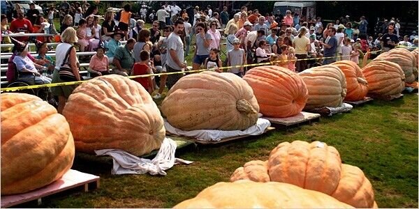 Atlantic Giant Pumpkin 10 Seeds Heirloom (Cucurbita) Us Fresh Garden