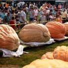 Atlantic Giant Pumpkin 10 Seeds Heirloom (Cucurbita) Us Fresh Garden