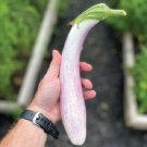 Blushing Bride Eggplant 25 Seeds Heirloom (Solanum Melongena) Fresh Garden