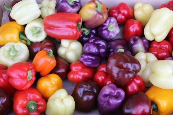 Rainbow Bell Pepper Mix 25 Seeds Us Fresh Garden