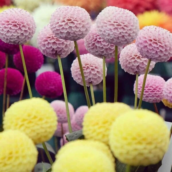 Pompon Dahlia 10 Seeds Fresh Garden