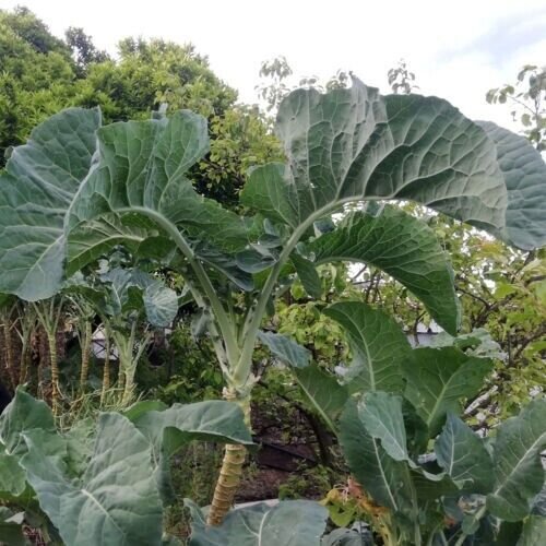 Walking Stick Kale Seeds 50 Seeds Brassica Oleracea Var. V Fresh Garden