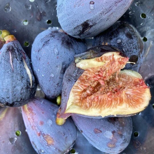 Black Mission Fig Tree 25 Seeds Fic Carica Franciscana Fresh Garden