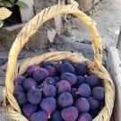 Black Jack Fig Tree Seeds 25 Seeds Fic Carica Fresh Garden