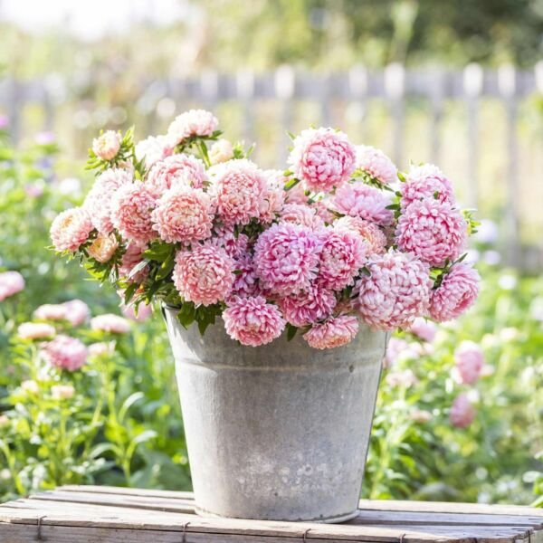 Tall Peony Duchess Apricot Aster 25 Seeds Fresh Garden