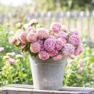 Tall Peony Duchess Apricot Aster 25 Seeds Fresh Garden