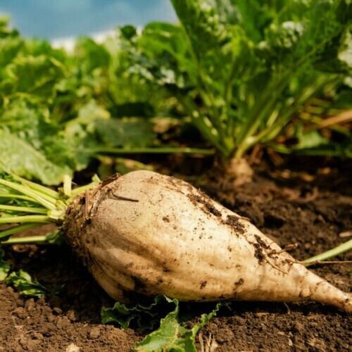 Sugar Beet 1000 Seeds White Albino Sucrose Mangel Turnip Beets Vegetable Fresh Garden