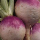 Turnip Purple Top 1000 Seeds Make Turnips Plus Greens Fresh Garden