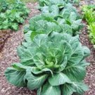 Collard Greens Seed Vates Heirloom Non Gmo 100+ Seeds Collard Green Fresh Garden