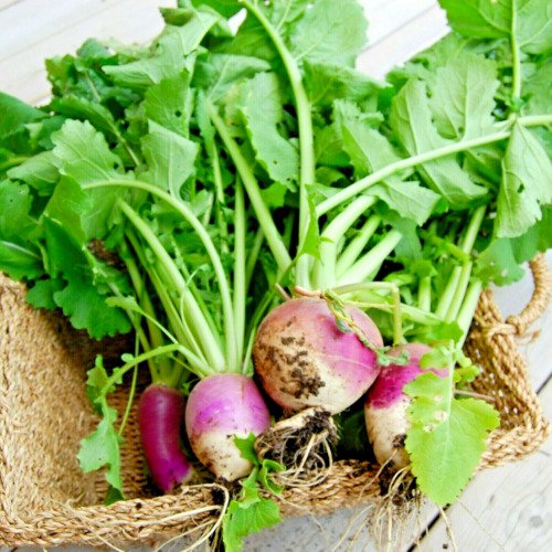 Turnip 2000 Seeds Purple Top White Globe Non Gmo Heirloom Vegetable Autumn Fresh Garden