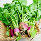Turnip 2000 Seeds Purple Top White Globe Non Gmo Heirloom Vegetable Autumn Fresh Garden