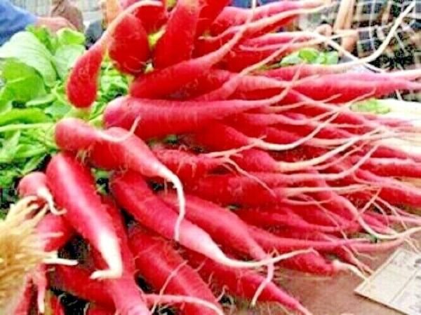 Red Arrow Radish 300 Seeds Organic Container Vegetable Easy Fresh Garden