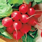 Cherry Radish Seeds Vegetable Salads Heirloom Non Gmo Fresh Garden