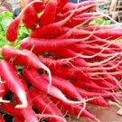 Red Arrow Radish 50 Seeds Organic Mild Sweet Container Vegetable Fresh Garden