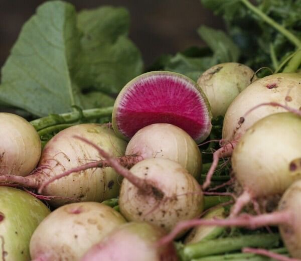 Watermelon Radish 200 Seeds Non Gmo Heirloom Vegetable Fresh Garden