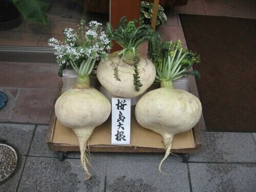 Sakurajima Mammoth Daikon 100 Seeds Largest Radish In The World Fresh Garden