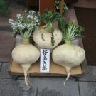 Sakurajima Mammoth Daikon 100 Seeds Largest Radish In The World Fresh Garden