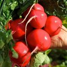 100 Crimson Giant Radish Seeds Fresh Garden