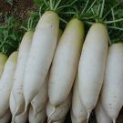 Radish Seeds White Icicle Radish Non Gmo Vegetable 200 Seeds Fresh Garden
