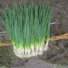 White Lisbon Bunching Onion 200 Seeds Scallions Non Gmo Heirloom Fresh Garden