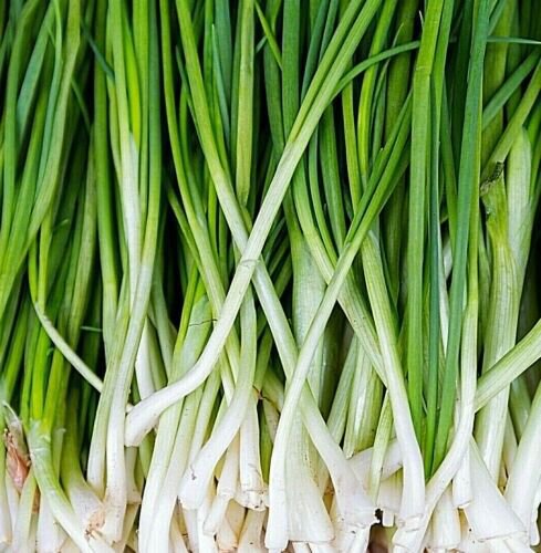 Green Onion 50 Seeds: Tokyo Long White Bunching Scallion Fresh Garden