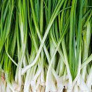 Green Onion 50 Seeds: Tokyo Long White Bunching Scallion Fresh Garden