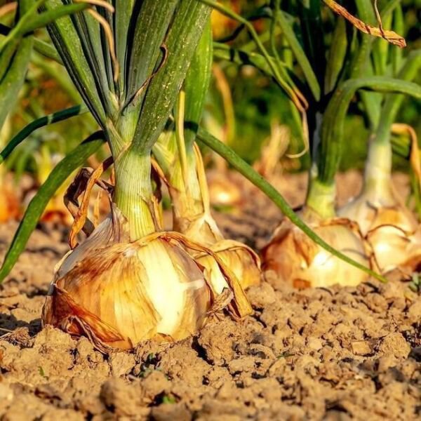 Onion Seeds 200+ Texas Early Grano Vegetable Heirloom Fresh Garden