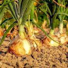 Onion Seeds 200+ Texas Early Grano Vegetable Heirloom Fresh Garden