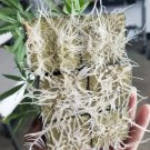 Soilless Cultivation Rock Wool Cube Propagation Seedling Cubes 50 Premium Cubes Fresh Garden