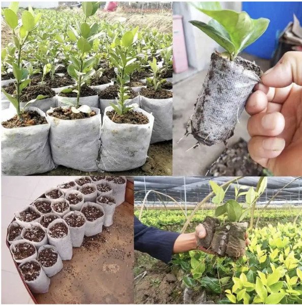 100 Non Woven Plants Grow Nursery Bags Fabric Seedling Rooting Bags Compostable Fresh Garden