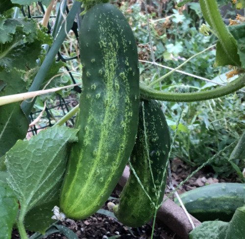 Cucumber Straight 8 Seeds 50 Vegetable Organic Heirloom Non Gmo Fresh Garden