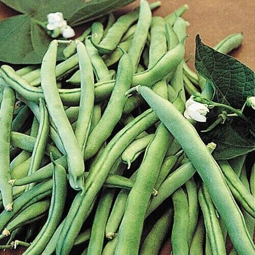Kentucky Wonder Bush Green Bean 100 Seeds Fresh Garden